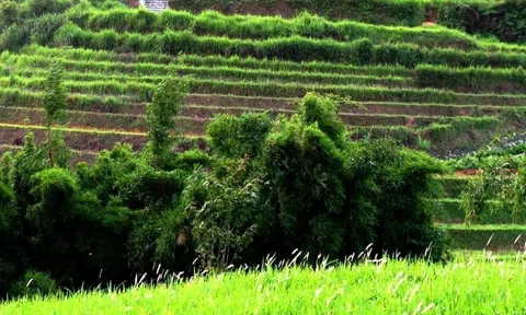 Đón anh về quê hương