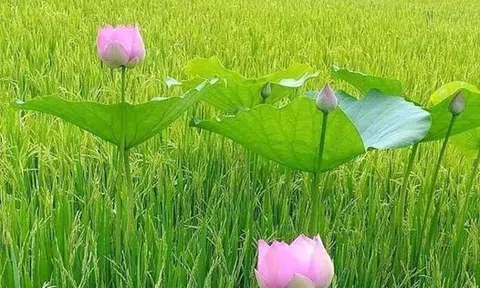 Gia đình