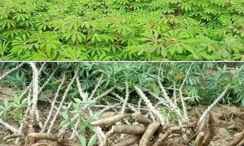 Chuyện sắn