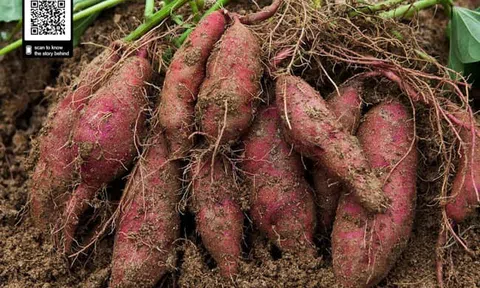 Nỗi nhớ tháng giêng