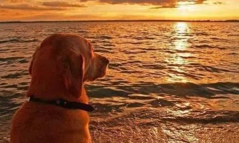 Có phải là số phận