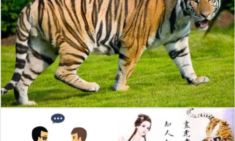 Năm dần và chuyện vẽ hổ