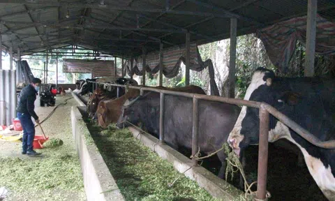 Tuyên Quang: Bảo vệ đàn gia súc trong giá rét ở Chiêm Hóa