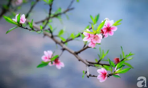 Ký ức trở lại