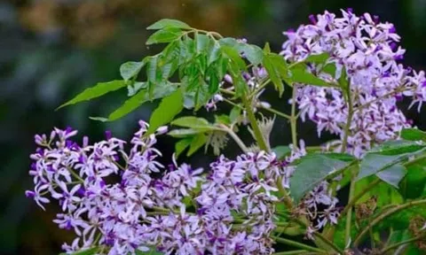 Bình dị mộc mạc cây xoan