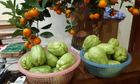 Đầu xuân thu hoạch su su