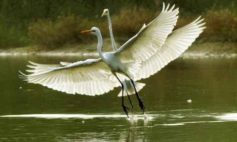 Cánh cò trong lời ru của mẹ tôi (Tản văn)