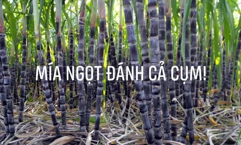 Mía ngọt đánh cả cụm