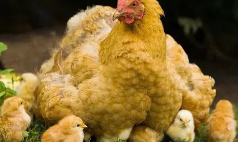 Gà mẹ vụng dại