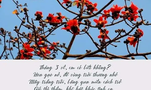 Tháng ba rực mùa hoa gạo
