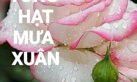Gom nhặt từng hạt mưa xuân