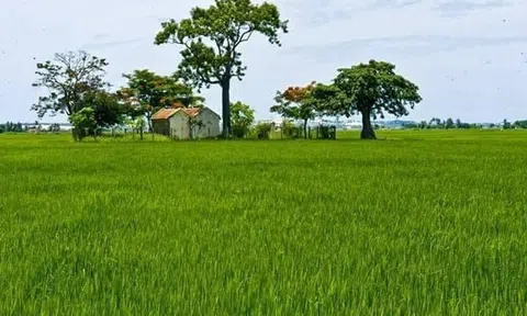 Chợ ma (Truyện ngắn)