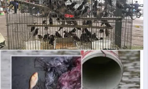 Phóng sinh và cầu nguyện