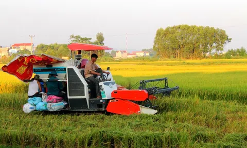 Nhọc nhằn hạt gạo