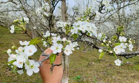 Tuyên Quang:  Lễ hội hoa lê trắng xã Hồng Thái (Na Hang) bắt đầu từ ngày 5/3
