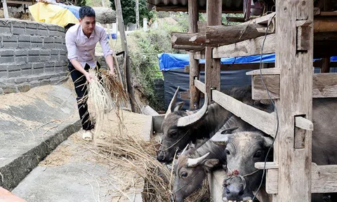 Hà Giang chống rét cho gia súc