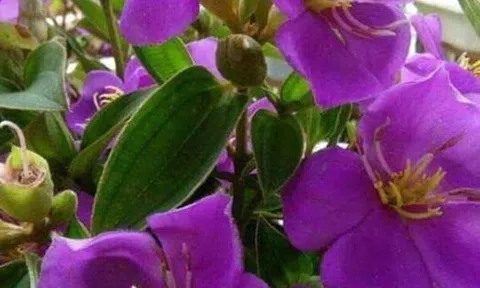 Về ngày sinh và tuổi thơ tôi