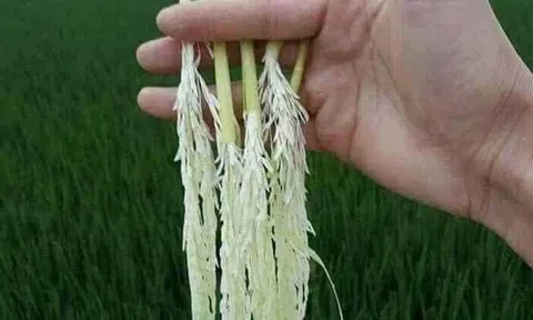 Xưa cái gì cũng sạch