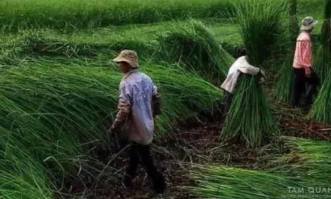 Nghề của làng tôi