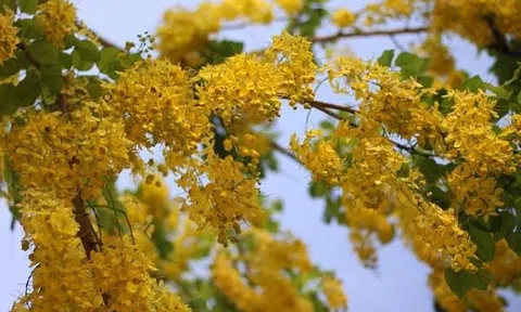 Hoa bọ cạp vàng, một vẻ đẹp tháng tư nơi đất Sài Gòn