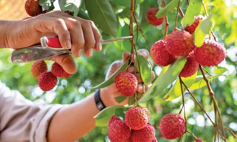 Điểm sáng kinh tế và hướng tiêu thụ vải thiều Bắc Giang năm 2022