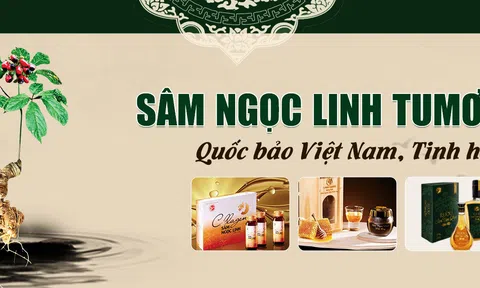 Vượt qua nỗi lo hậu covid với sâm Ngọc Linh