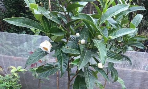 Hoa hải đường bạch