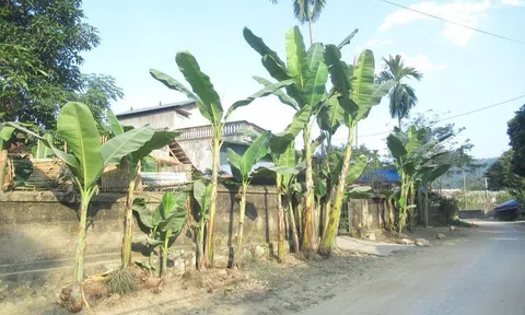 Gia trưởng và nhu nhược