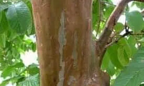 Cây ổi ngày thơ