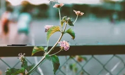 Một câu chuyện rất ngắn