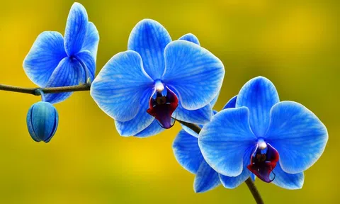 Người xưa đánh giá về hoa lan