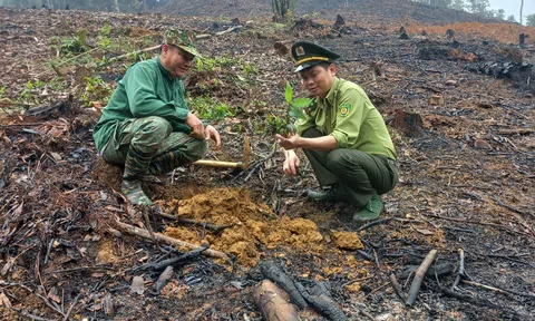 Tuyên Quang: Na Hang quản lý, bảo vệ, phát triển rừng