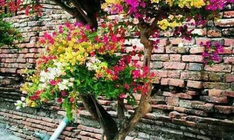 Mun và con xén tóc