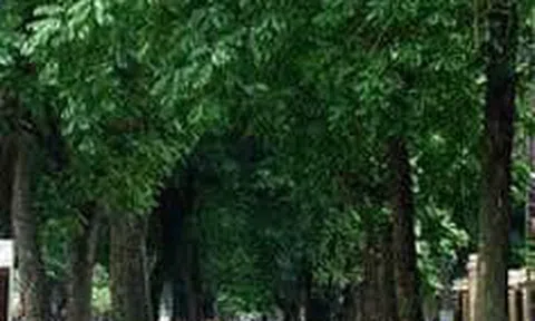 Ai bảo chăn trâu là khổ