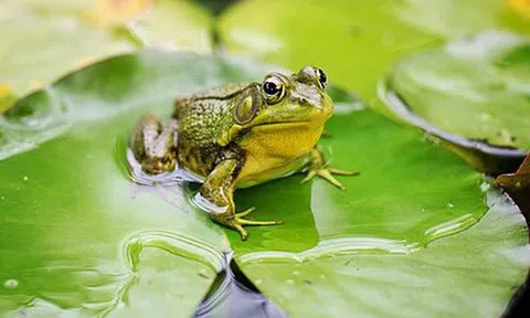 Hội chứng ếch luộc