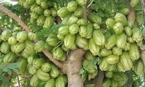 Ham công tiếc việc