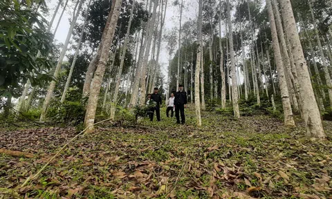 Tuyên Quang: Lâm Bình làm tốt công tác quản lý, chăm sóc, bảo vệ, phòng cháy chữa cháy rừng
