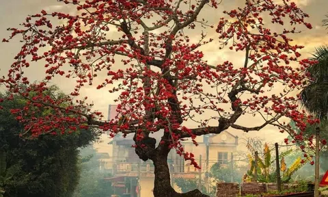 Câu chuyện ma mị về cây gạo gù