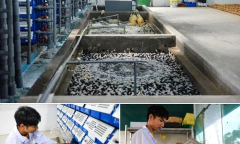 Hậu duệ nhà Lê học theo Vua Lý