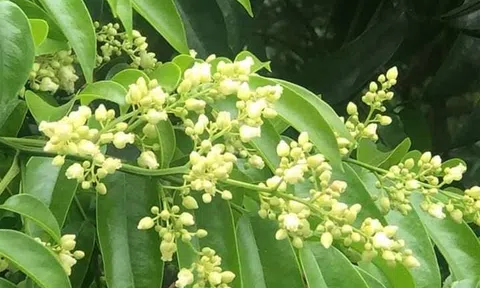 Dịu dàng hoa sấu tháng 5