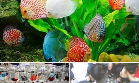 Cá chọi và chọi cá