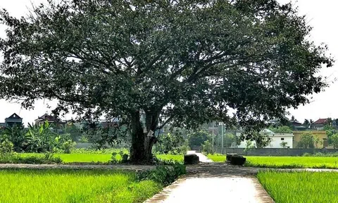 Nỗi lòng người mẹ