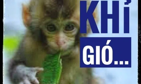 Tình khỉ gió
