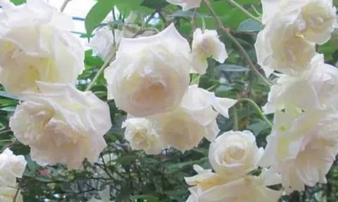 Mẹ tôi không bao giờ ốm