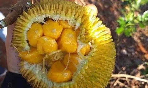 Trái cây nhà quê