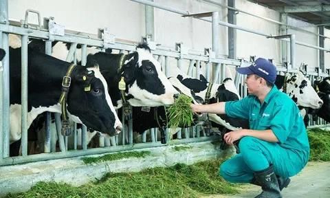 Đối chiếu 5 nguyên tắc đầu tư của Warren Buffett vào cổ phiếu VNM