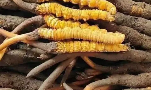 Đông trùng hạ thảo Tây Tạng