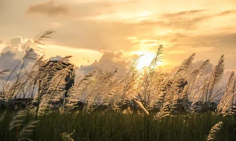 Bộ óc và Trái tim