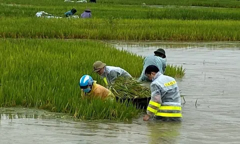 Vĩnh Phúc: Công an huyện Lập Thạch dầm mình giúp dân thu hoạch lúa, khắc phục hậu quả mưa lũ