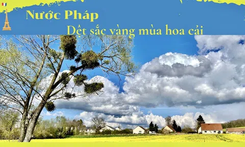 Nước Pháp: Dệt sắc vàng mùa hoa cải